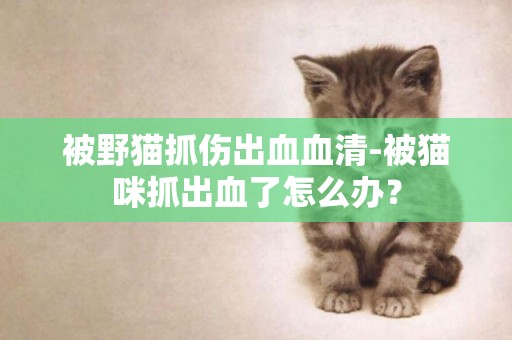 被野猫抓伤出血血清-被猫咪抓出血了怎么办？