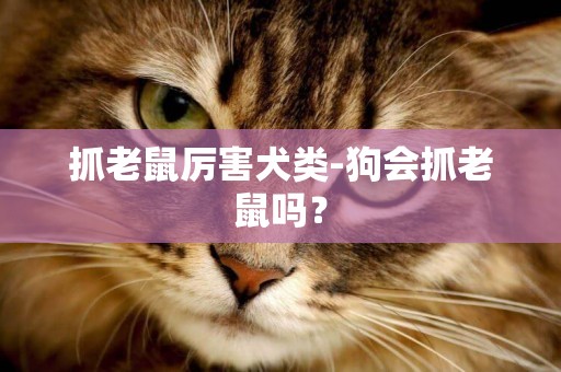 抓老鼠厉害犬类-狗会抓老鼠吗？