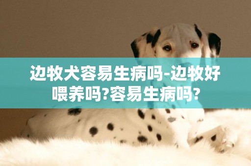 边牧犬容易生病吗-边牧好喂养吗?容易生病吗?