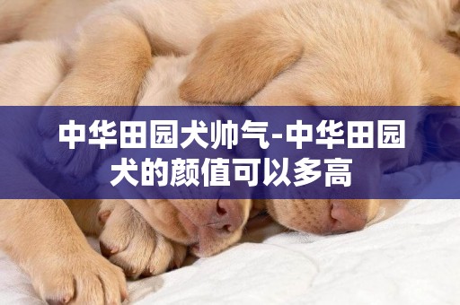 中华田园犬帅气-中华田园犬的颜值可以多高