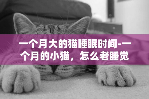 一个月大的猫睡眠时间-一个月的小猫，怎么老睡觉