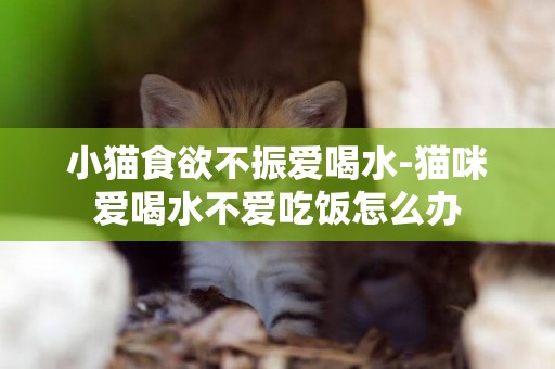 小猫食欲不振爱喝水-猫咪爱喝水不爱吃饭怎么办