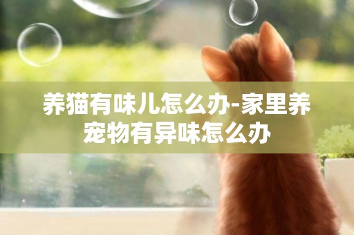 养猫有味儿怎么办-家里养宠物有异味怎么办