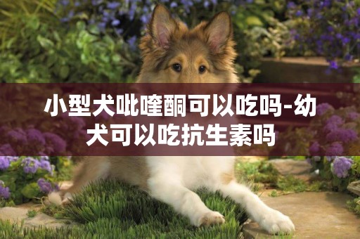 小型犬吡喹酮可以吃吗-幼犬可以吃抗生素吗