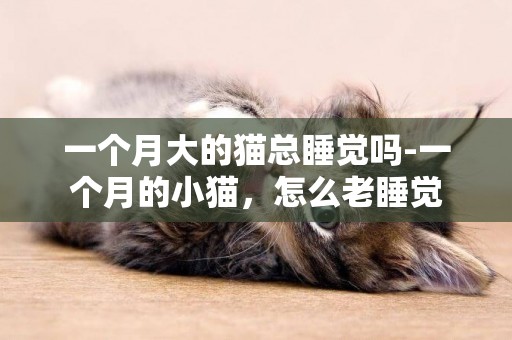 一个月大的猫总睡觉吗-一个月的小猫，怎么老睡觉