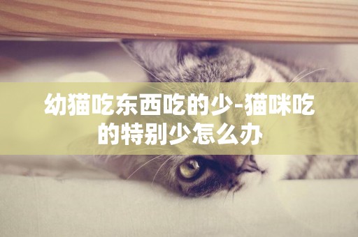 幼猫吃东西吃的少-猫咪吃的特别少怎么办