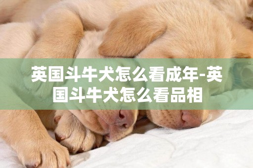 英国斗牛犬怎么看成年-英国斗牛犬怎么看品相