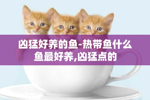 凶猛好养的鱼-热带鱼什么鱼最好养,凶猛点的