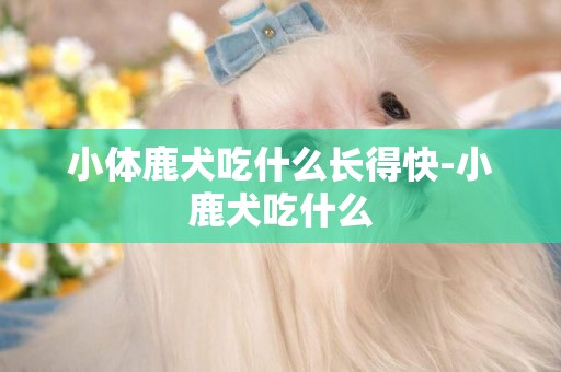 小体鹿犬吃什么长得快-小鹿犬吃什么