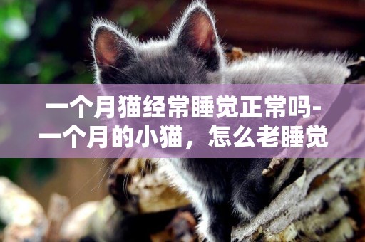 一个月猫经常睡觉正常吗-一个月的小猫，怎么老睡觉