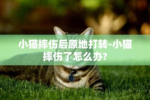 小猫摔伤后原地打转-小猫摔伤了怎么办?