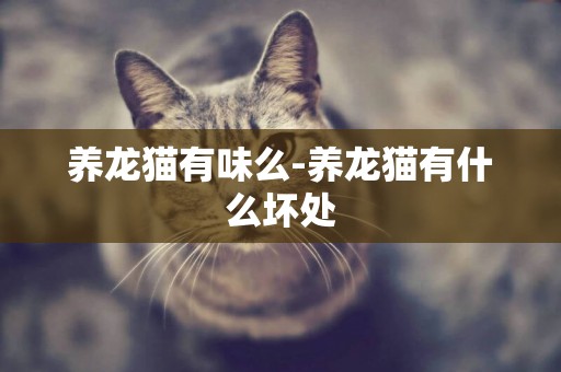 养龙猫有味么-养龙猫有什么坏处