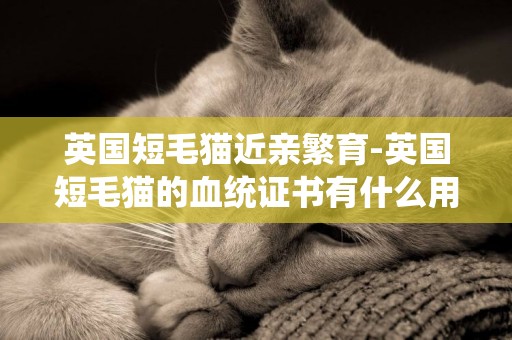 英国短毛猫近亲繁育-英国短毛猫的血统证书有什么用