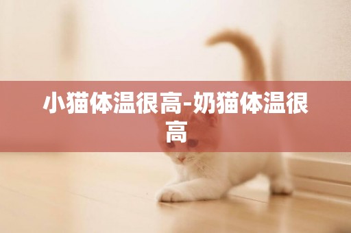 小猫体温很高-奶猫体温很高