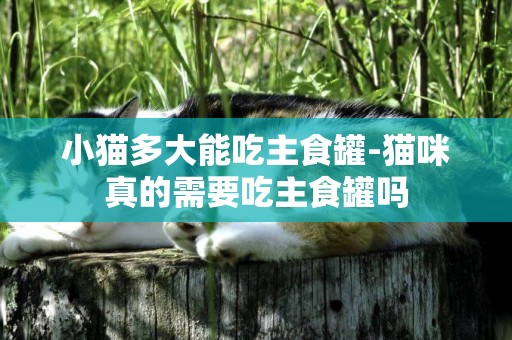 小猫多大能吃主食罐-猫咪真的需要吃主食罐吗