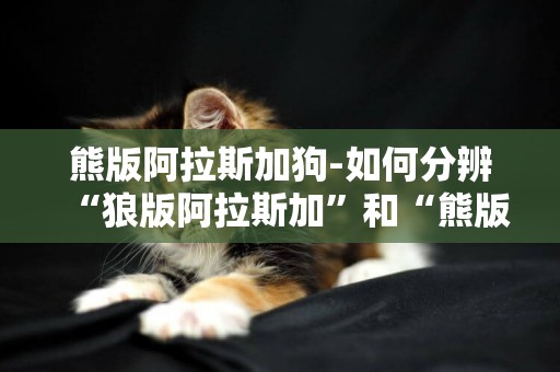 熊版阿拉斯加狗-如何分辨“狼版阿拉斯加”和“熊版阿拉斯加”?