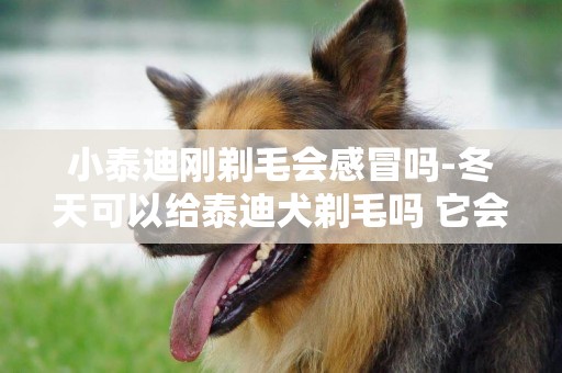 小泰迪刚剃毛会感冒吗-冬天可以给泰迪犬剃毛吗 它会着凉吗