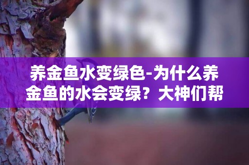 养金鱼水变绿色-为什么养金鱼的水会变绿？大神们帮帮忙