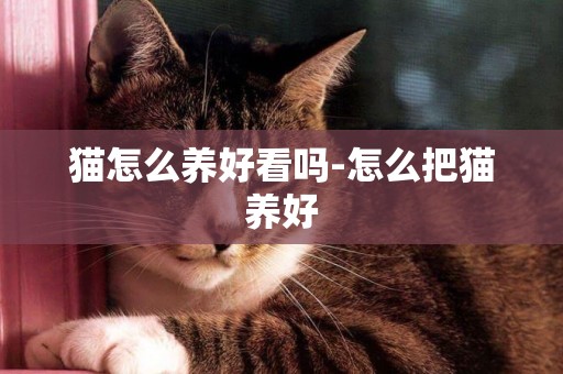 猫怎么养好看吗-怎么把猫养好