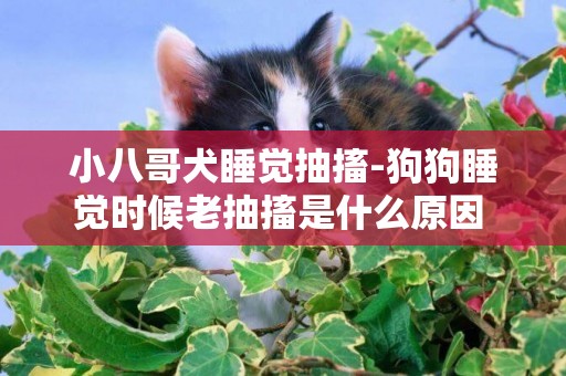 小八哥犬睡觉抽搐-狗狗睡觉时候老抽搐是什么原因 ？