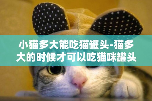 小猫多大能吃猫罐头-猫多大的时候才可以吃猫咪罐头