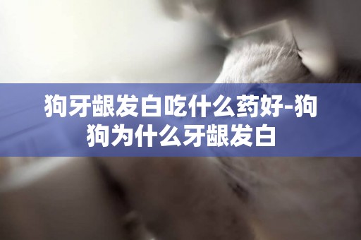 狗牙龈发白吃什么药好-狗狗为什么牙龈发白