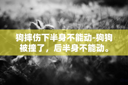 狗摔伤下半身不能动-狗狗被撞了，后半身不能动。