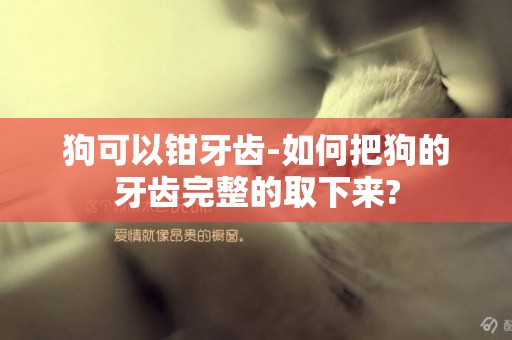 狗可以钳牙齿-如何把狗的牙齿完整的取下来?