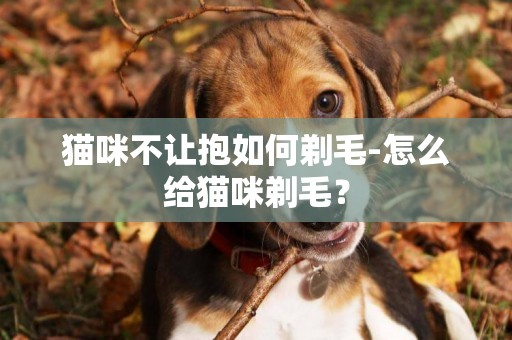 猫咪不让抱如何剃毛-怎么给猫咪剃毛？