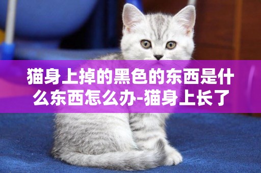 猫身上掉的黑色的东西是什么东西怎么办-猫身上长了黑黑的东西