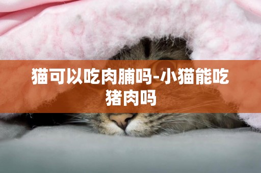 猫可以吃肉脯吗-小猫能吃猪肉吗