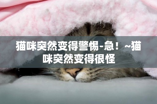 猫咪突然变得警惕-急！~猫咪突然变得很怪