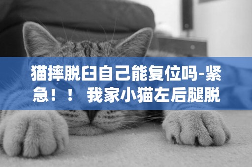 猫摔脱臼自己能复位吗-紧急！！ 我家小猫左后腿脱臼自己会好吗（我在南昌)