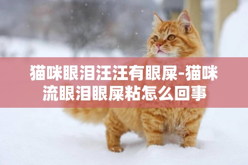 猫咪眼泪汪汪有眼屎-猫咪流眼泪眼屎粘怎么回事