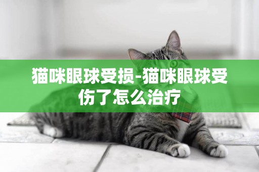 猫咪眼球受损-猫咪眼球受伤了怎么治疗