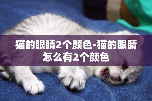 猫的眼睛2个颜色-猫的眼睛怎么有2个颜色