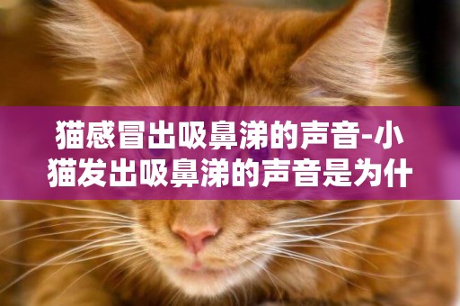 猫感冒出吸鼻涕的声音-小猫发出吸鼻涕的声音是为什么