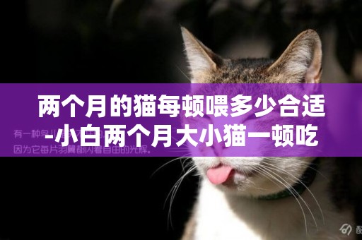 两个月的猫每顿喂多少合适-小白两个月大小猫一顿吃多少