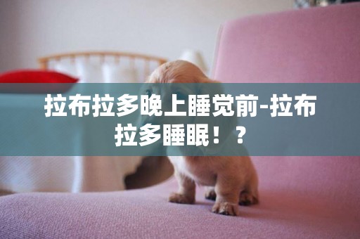 拉布拉多晚上睡觉前-拉布拉多睡眠！？