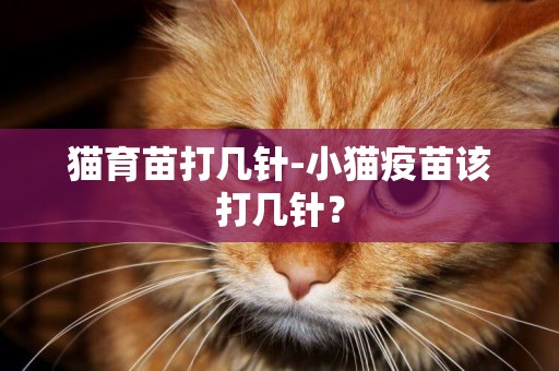 猫育苗打几针-小猫疫苗该打几针？