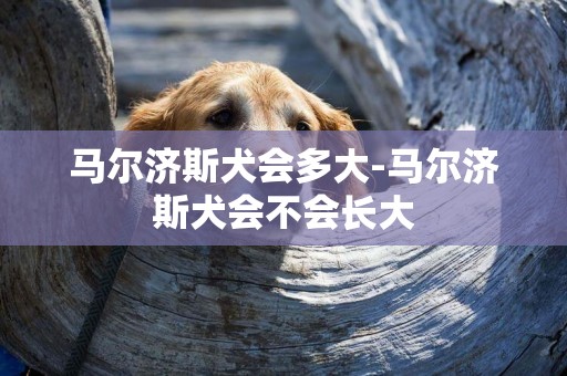 马尔济斯犬会多大-马尔济斯犬会不会长大