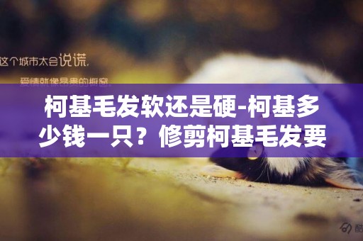 柯基毛发软还是硬-柯基多少钱一只？修剪柯基毛发要注意什么啊