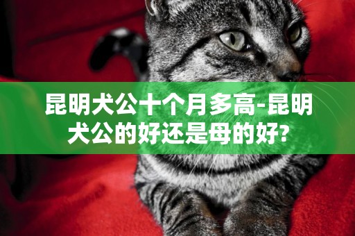 昆明犬公十个月多高-昆明犬公的好还是母的好?