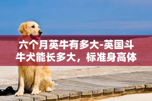 六个月英牛有多大-英国斗牛犬能长多大，标准身高体重多少