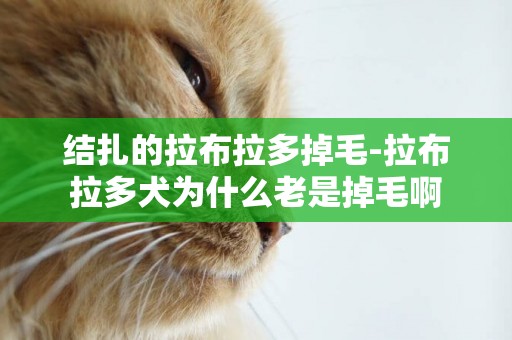 结扎的拉布拉多掉毛-拉布拉多犬为什么老是掉毛啊