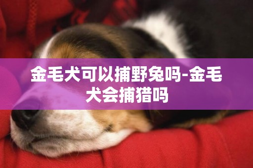 金毛犬可以捕野兔吗-金毛犬会捕猎吗