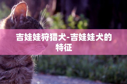 吉娃娃狩猎犬-吉娃娃犬的特征