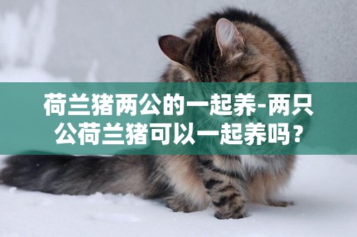 荷兰猪两公的一起养-两只公荷兰猪可以一起养吗？