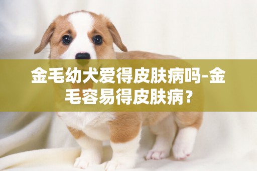 金毛幼犬爱得皮肤病吗-金毛容易得皮肤病？