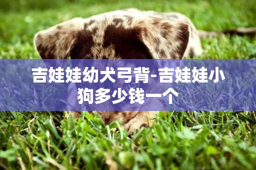 吉娃娃幼犬弓背-吉娃娃小狗多少钱一个